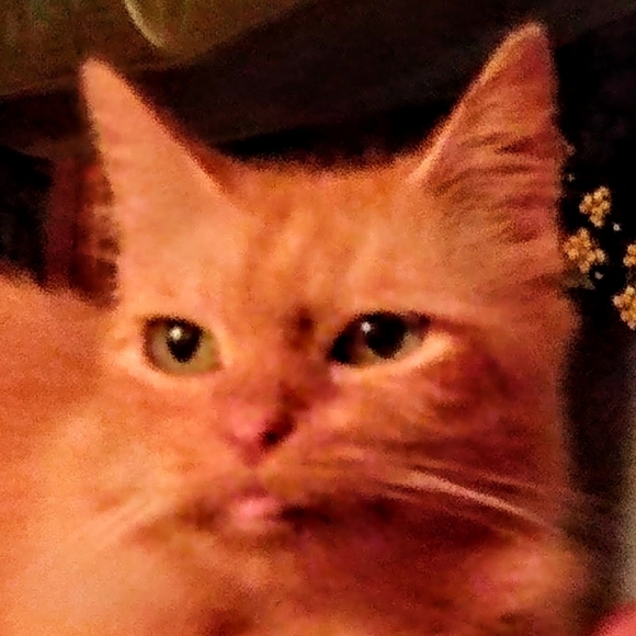 Meet your Posher, Daniel - Picture 10 of 14